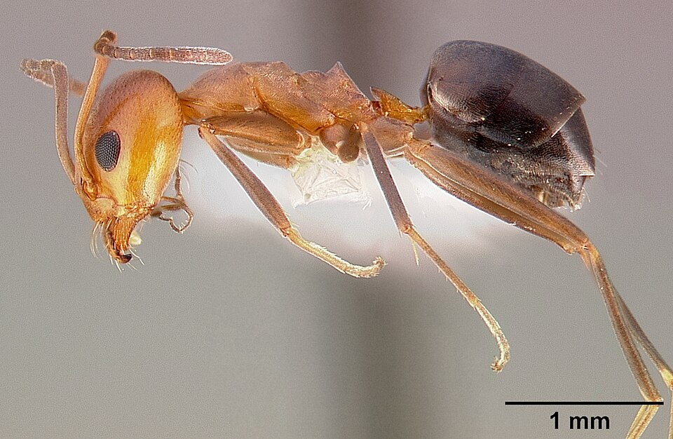 Photo of Bicolored pyramid ant