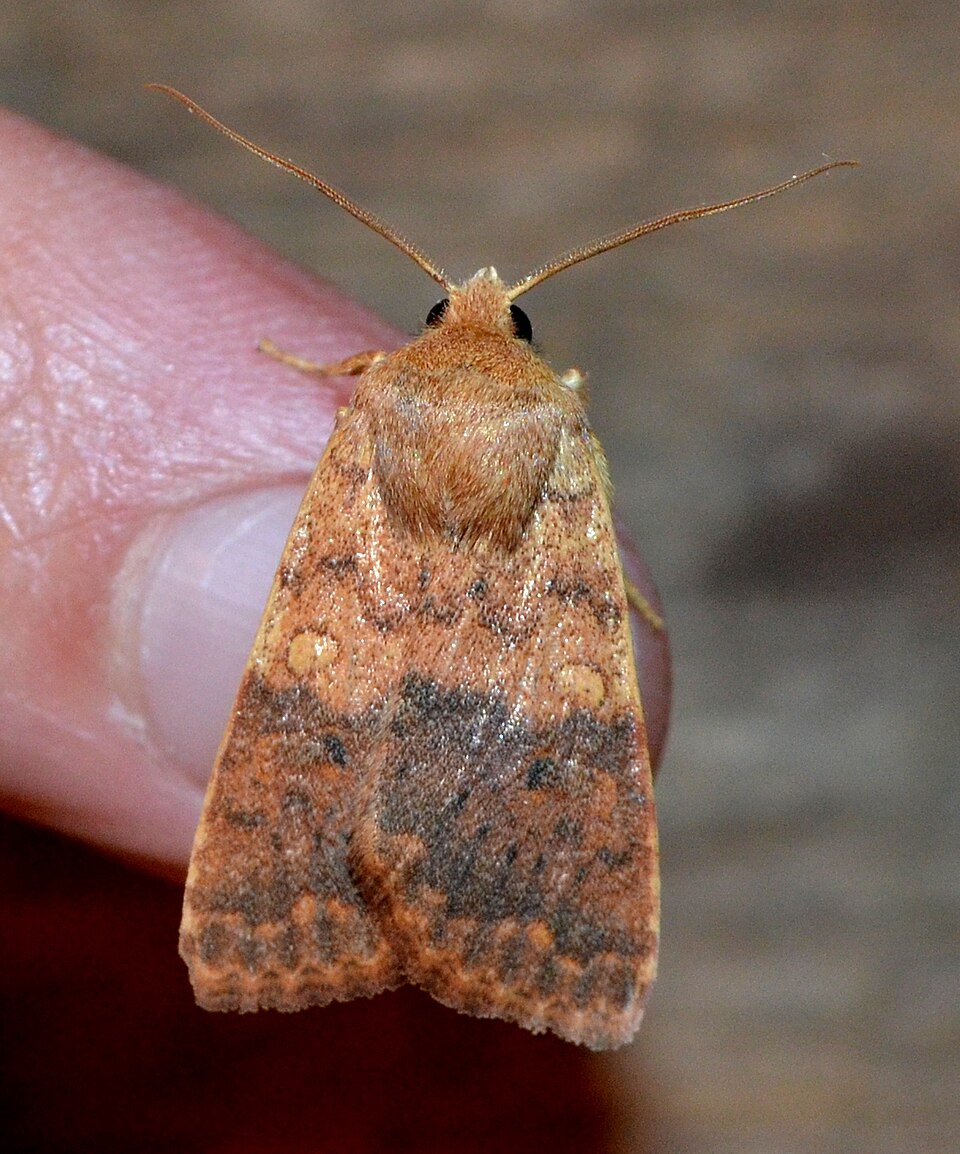Photo of Bicolored sallow
