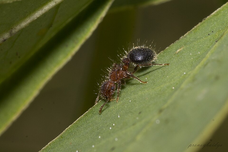 Photo of Bicolored shield ant