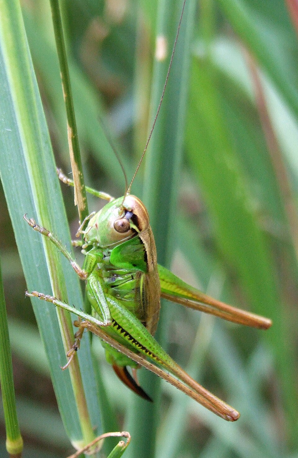 Photo of Bicolour meadow bush-cricket