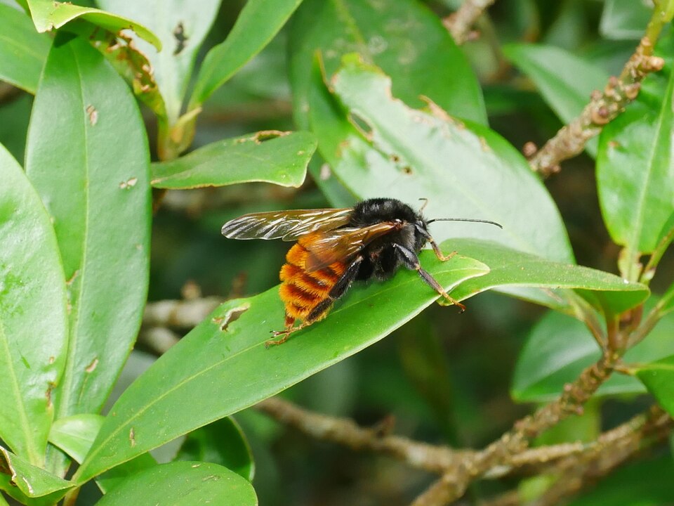 Photo of Bicoloured bumble bee