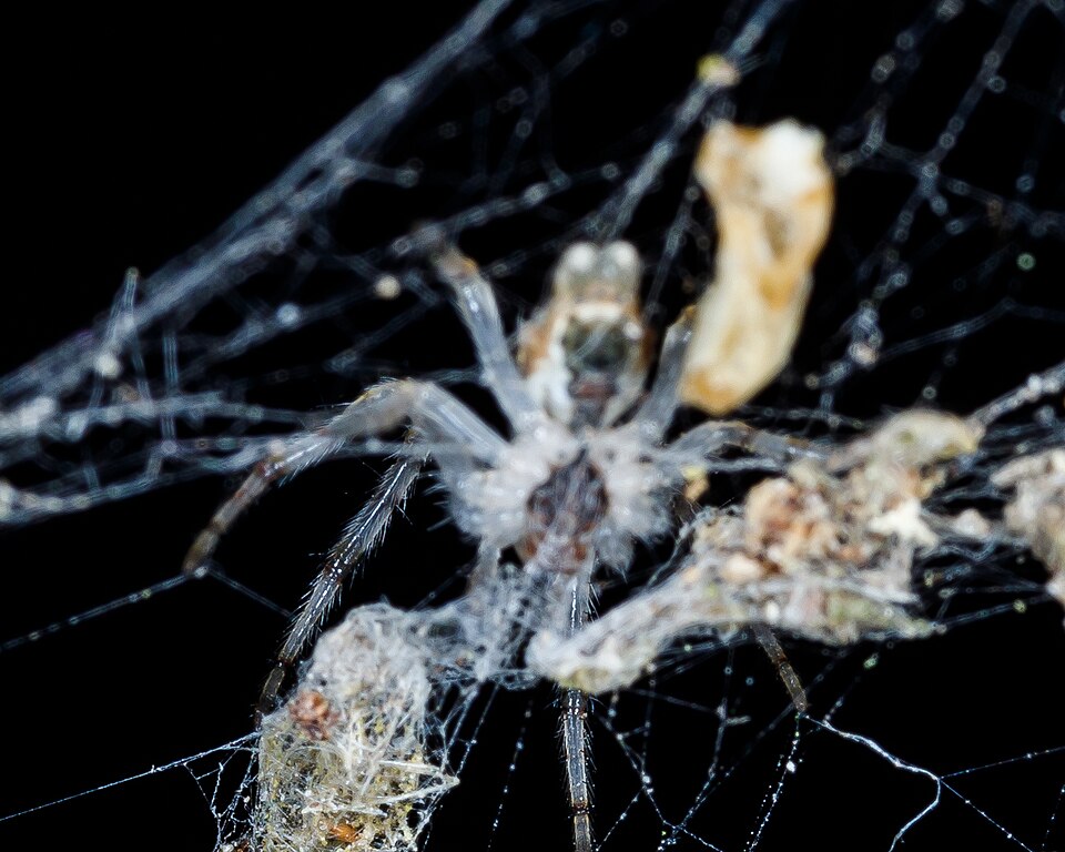 Photo of Bifurcate trashline orbweaver