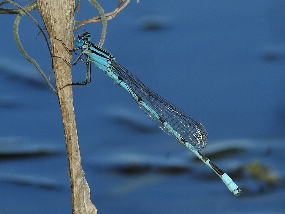 Photo of Big bluet