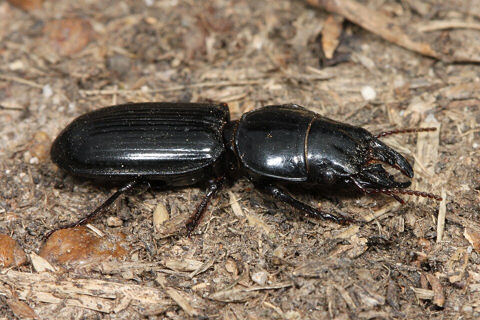 Photo of Big-headed ground beetle