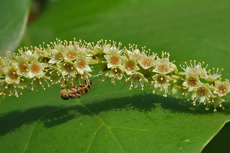 Photo of Big-headed lagoon fly