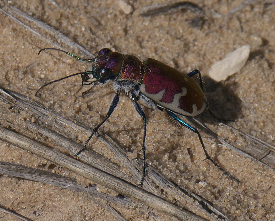 Photo of Big sand tiger beetle