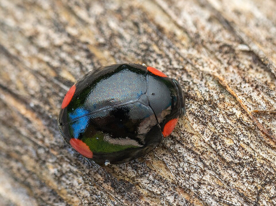 Photo of Bigeminate sigil lady beetle
