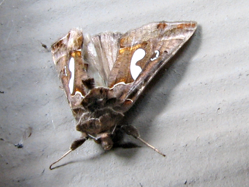 Photo of Bilobed looper moth