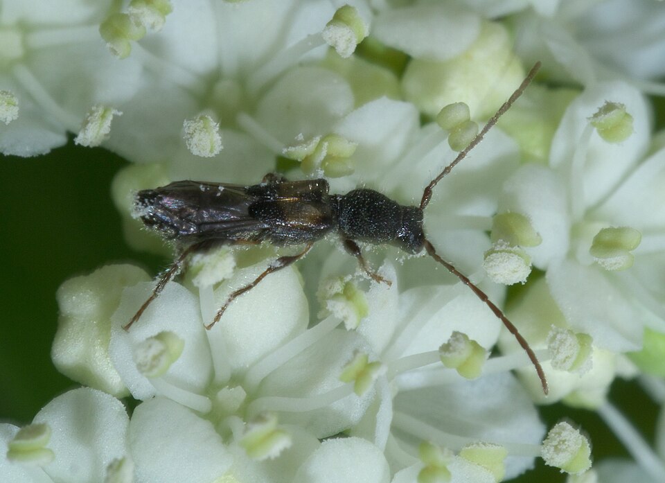 Photo of Bimaculate longhorn beetle