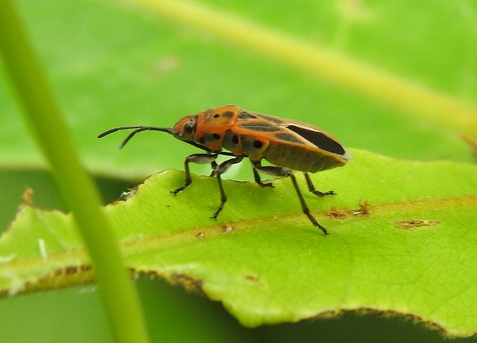 Photo of Bindweed seedeating bug