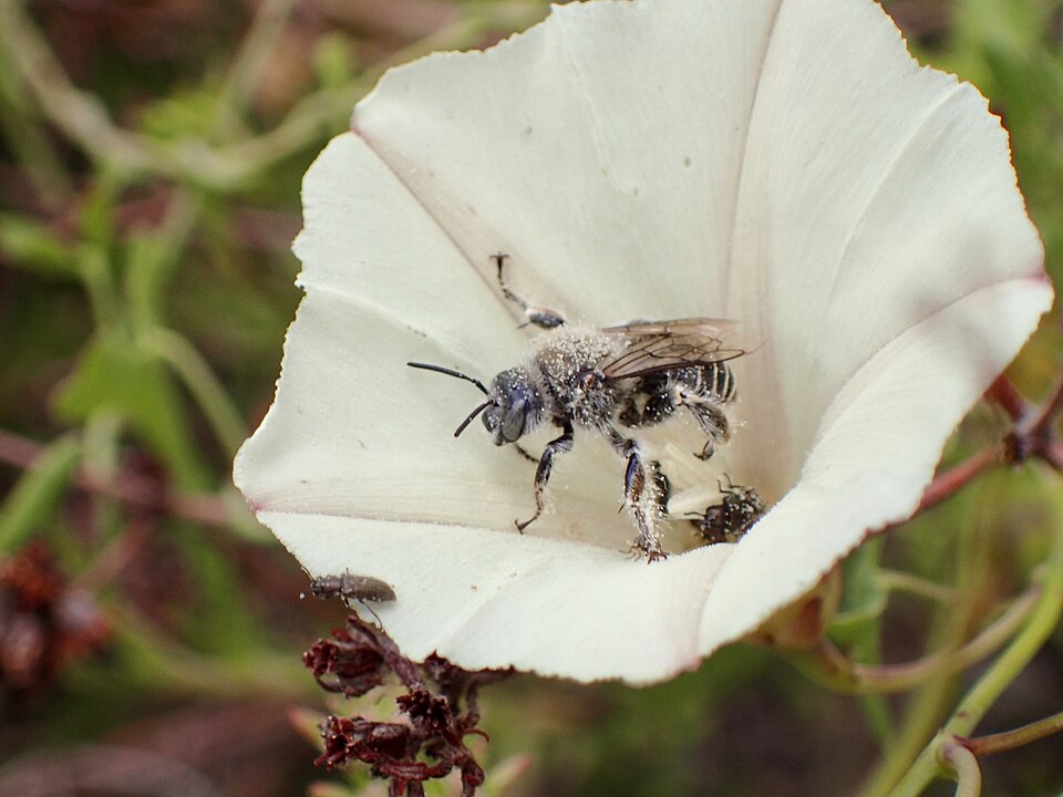 Photo of Bindweed turret bee