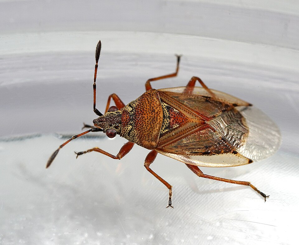 Photo of Birch catkin bug