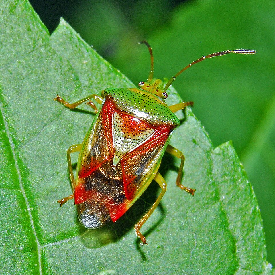 Photo of Birch shield bug