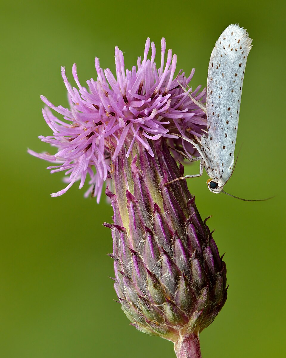 Photo of Bird-cherry ermine