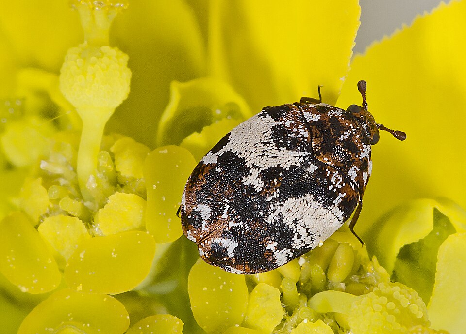 Photo of Bird nest carpet beetle
