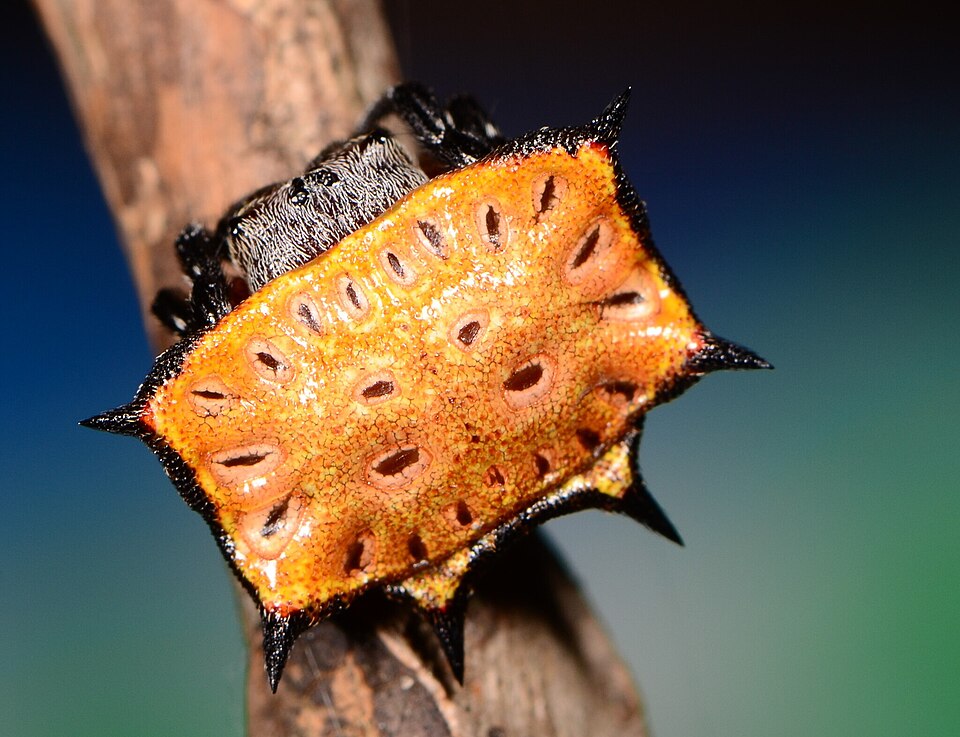 Photo of Biscuit boxkite