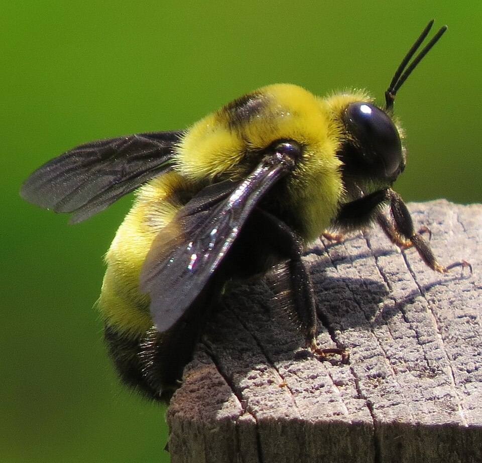 Photo of Black-and-gold bumble bee