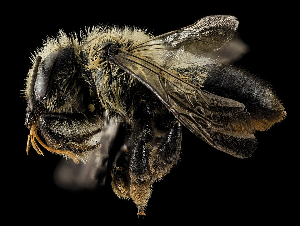 Photo of Black-and-gray leafcutter bee