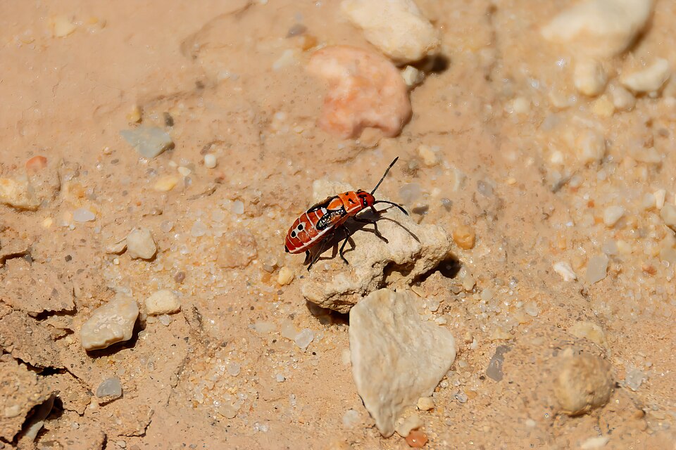 Photo of Black-and-red bug