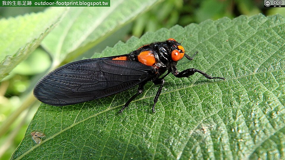 Photo of Black and scarlet cicada