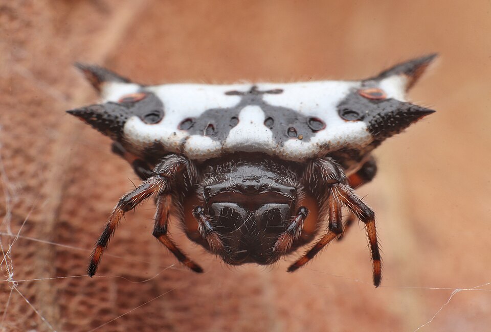 Photo of Black-and-white spiny spider