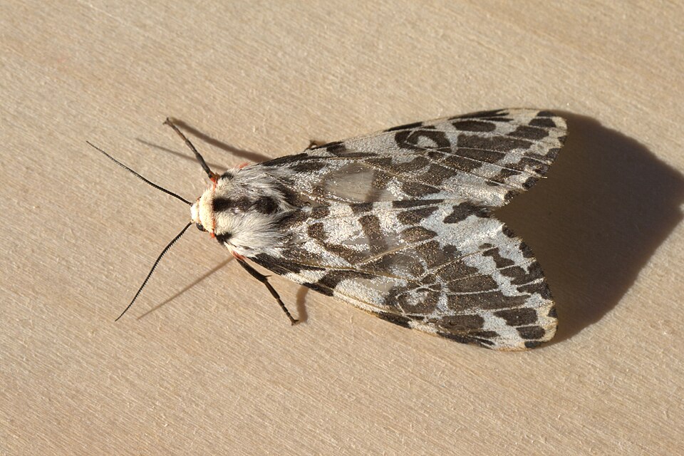 Photo of Black-and-white tiger moth