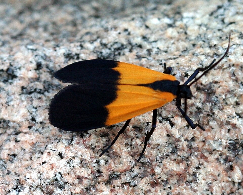 Photo of Black-and-yellow lichen moth