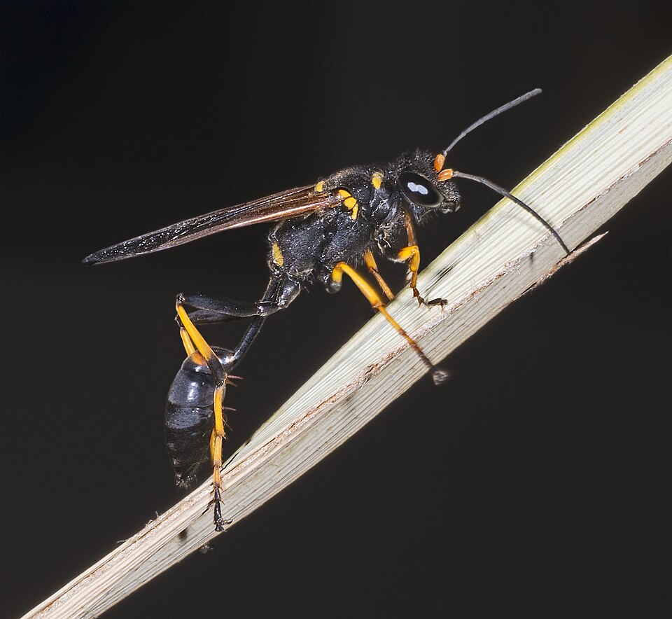 Photo of Black and yellow mud dauber
