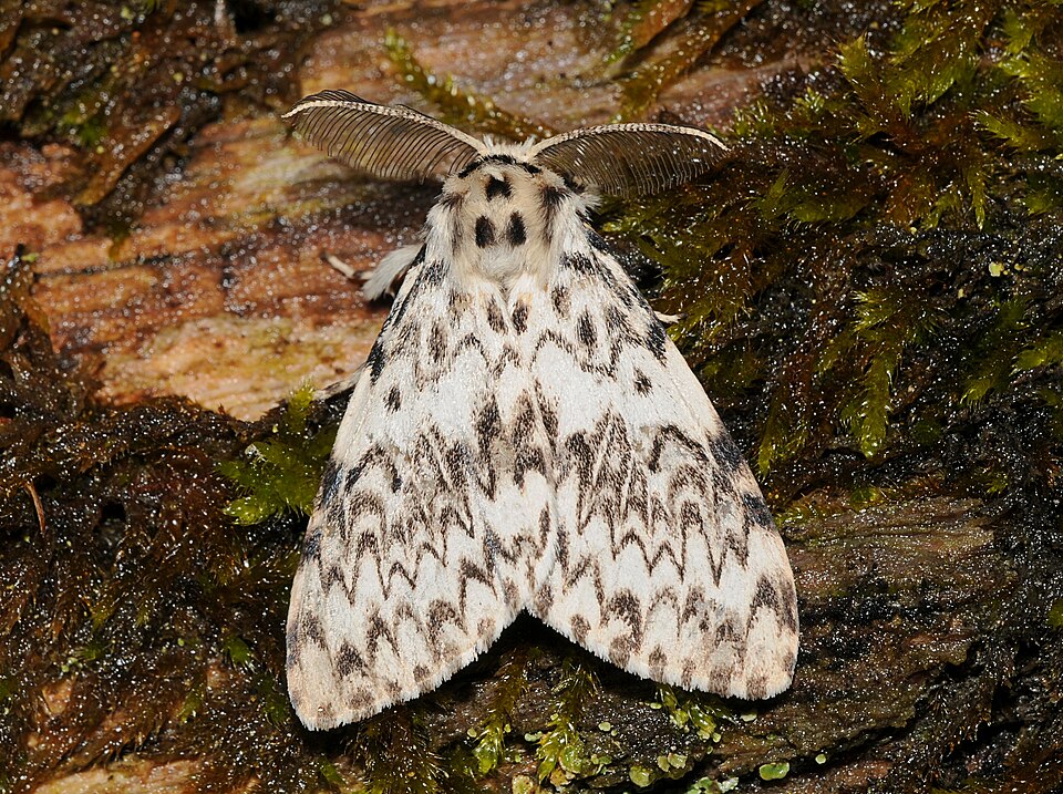 Photo of Black arches