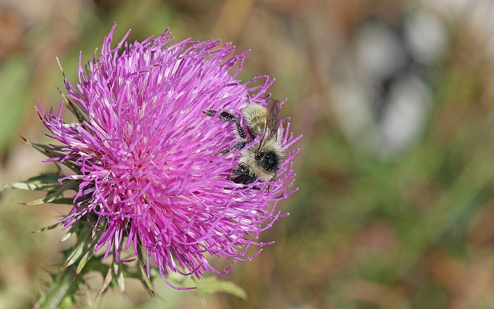 Photo of Black-backed bumble bee
