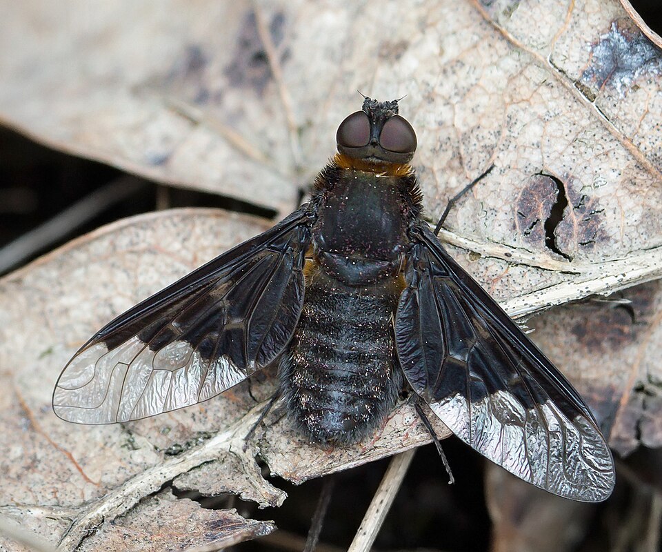 Photo of Black banded bee fly