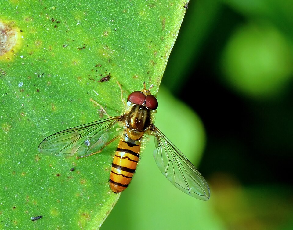 Photo of Black-banded hover fly