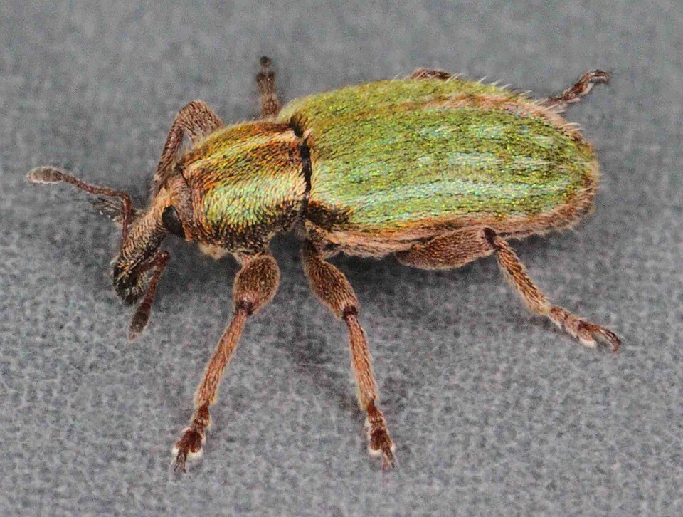 Photo of Black-beaked green weevil