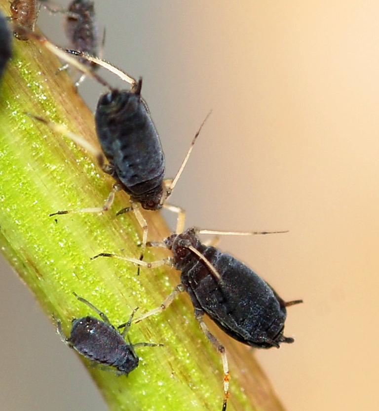 Photo of Black bean aphid