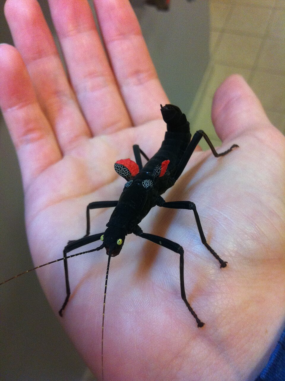 Photo of Black beauty stick insect