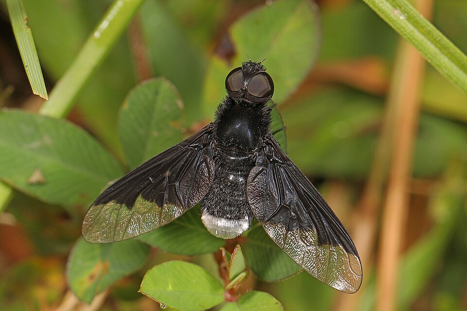 Photo of Black bee fly
