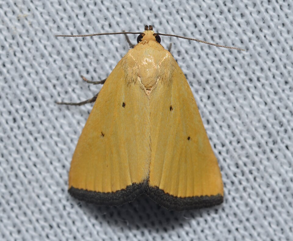Photo of Black-bordered lemon moth