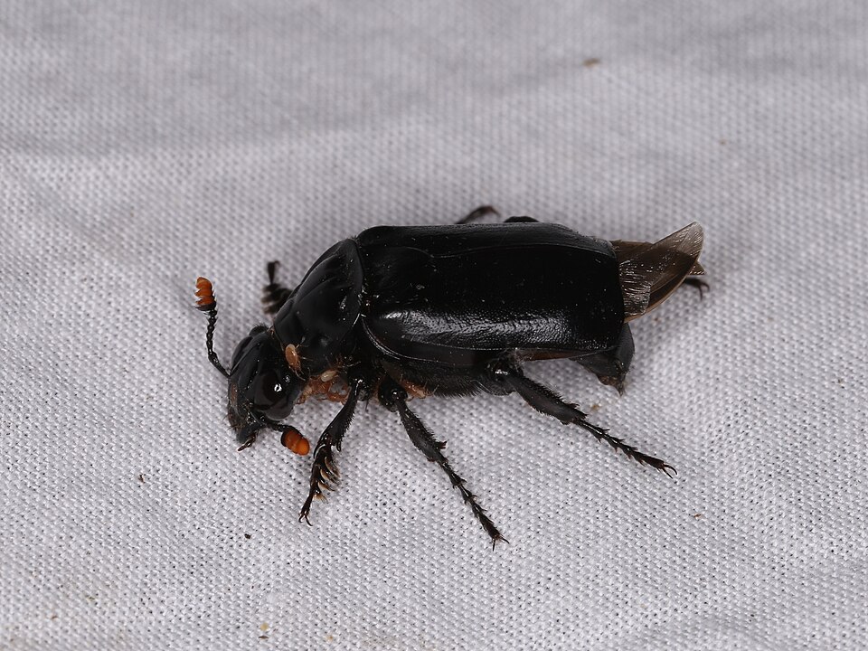 Photo of Black burying beetle