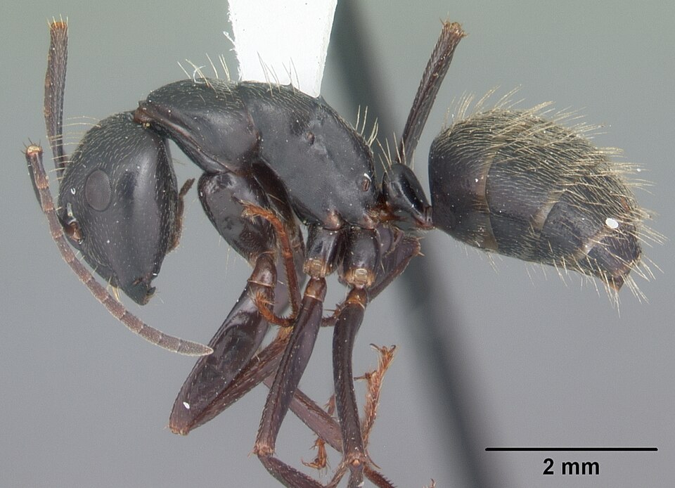 Photo of Black carpenter ant