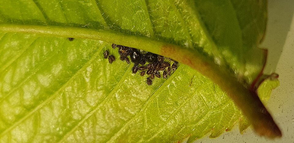Photo of Black cherry aphid