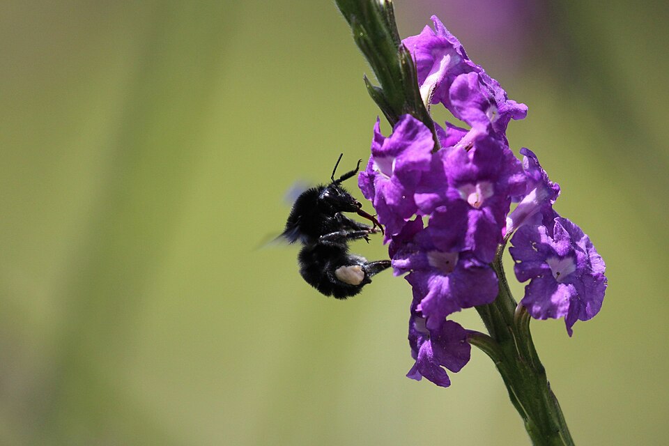 Photo of Black-clothed bumble bee