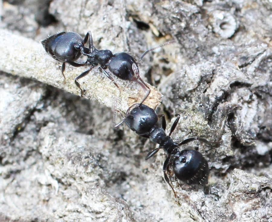 Photo of Black cocktail ant