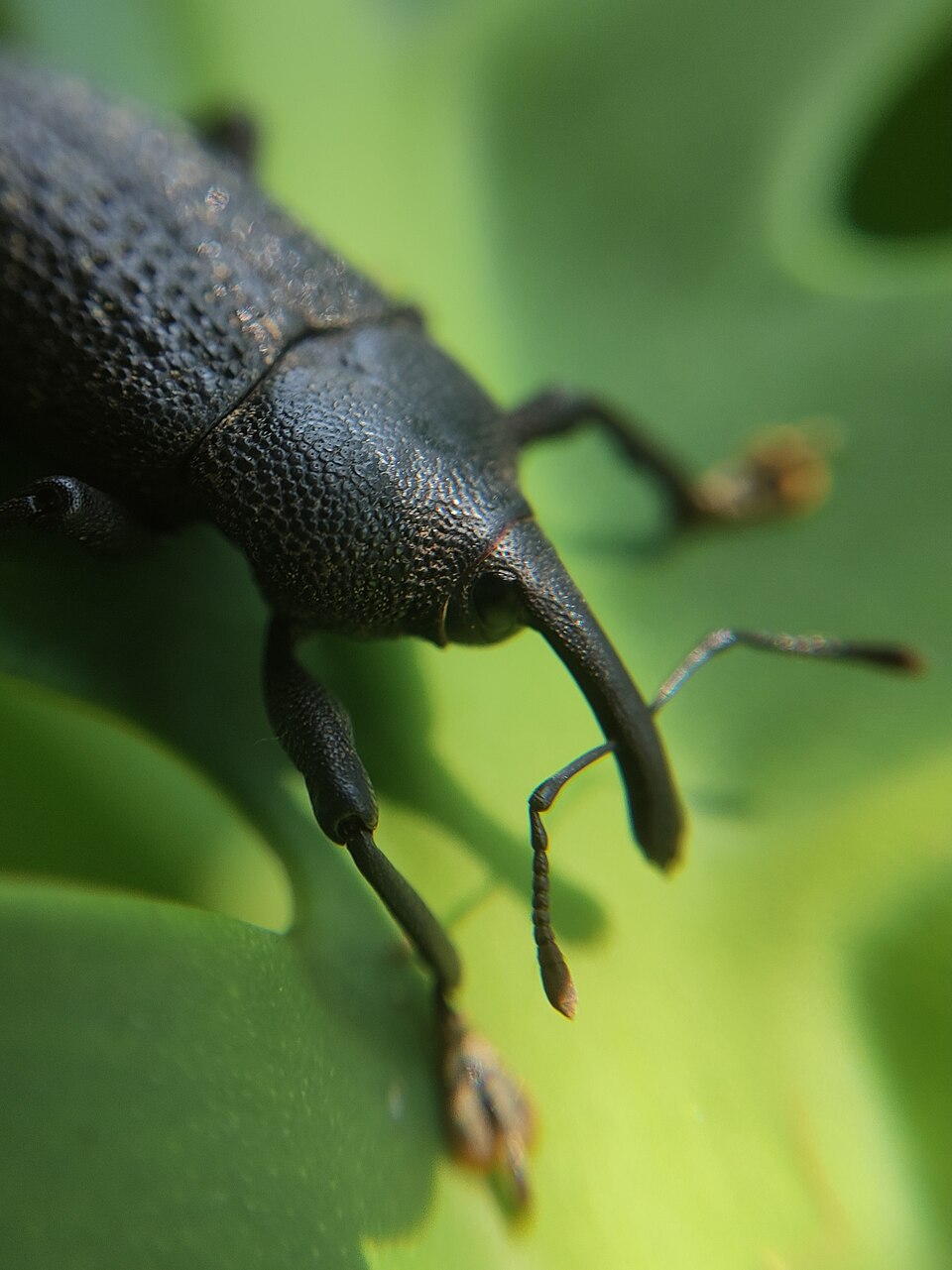 Photo of Black coconut bunch weevil