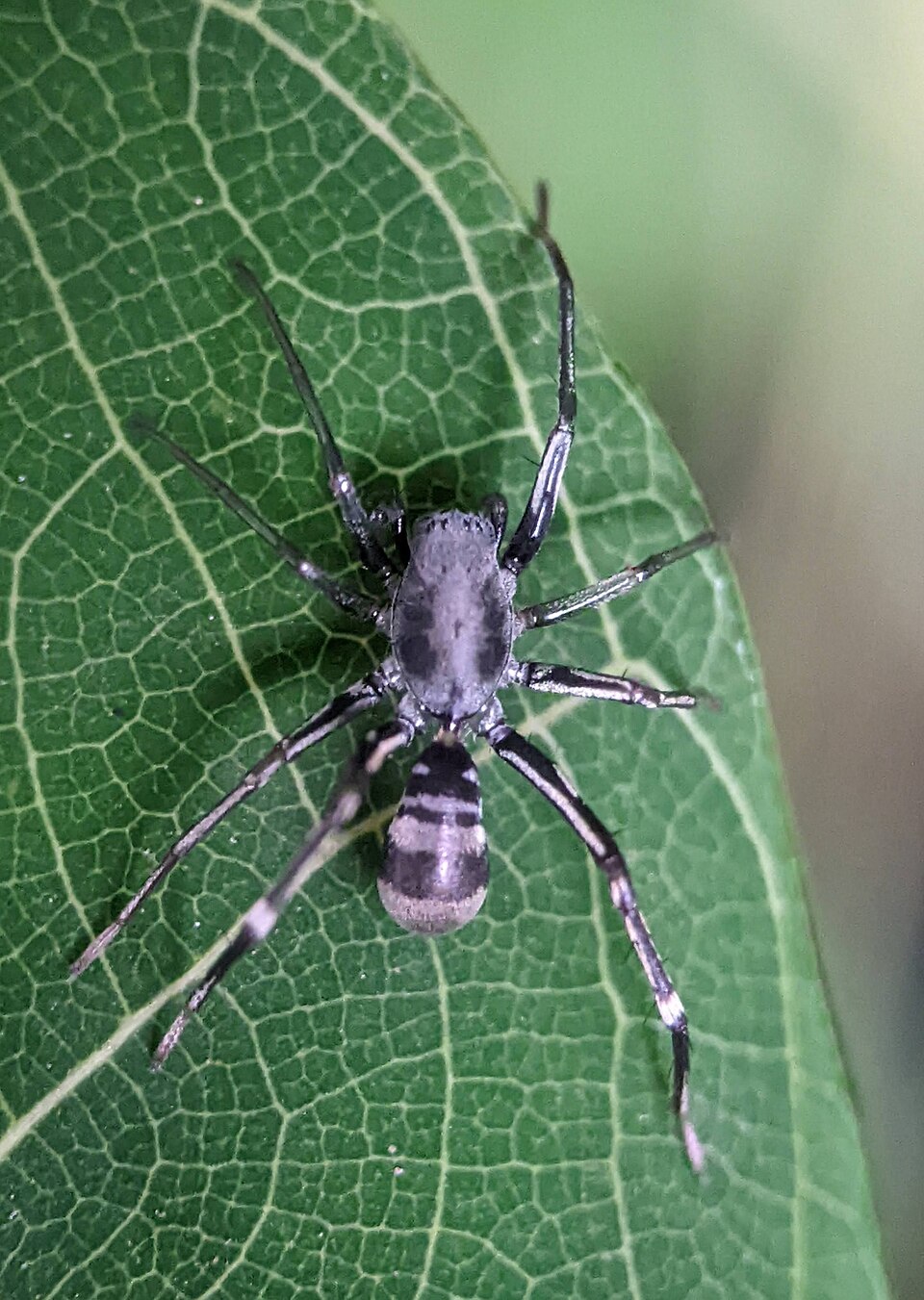 Photo of Black corinnomma