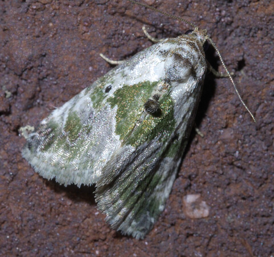 Photo of Black-dotted glyph
