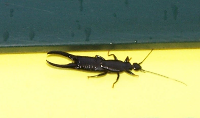 Photo of Black earwig