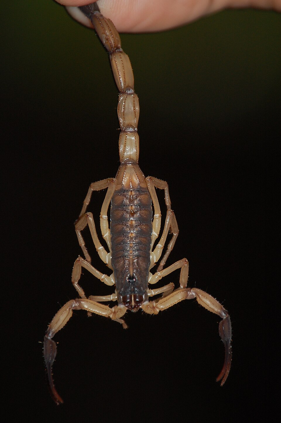 Photo of Black-edged bark scorpion