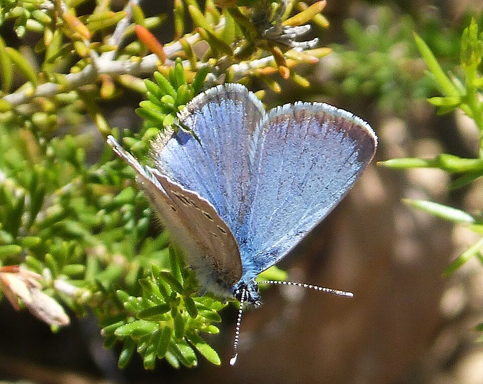 Photo of Black-eyed blue