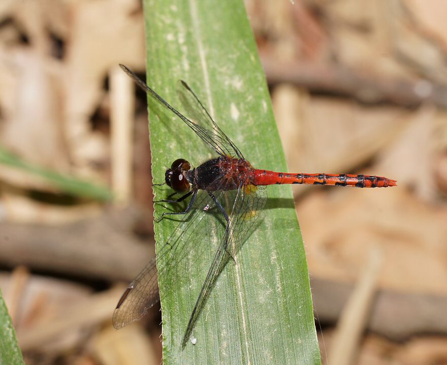 Photo of Black-faced percher