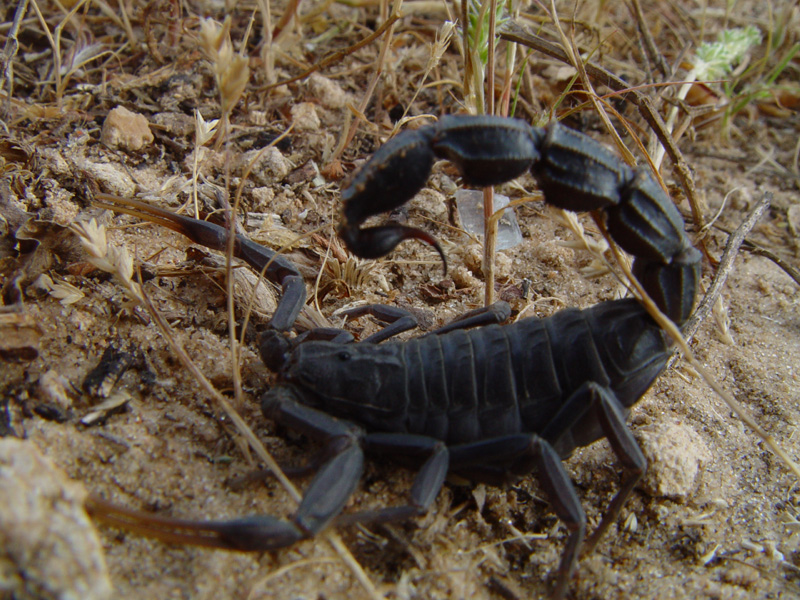 Photo of Black fat-tailed scorpion